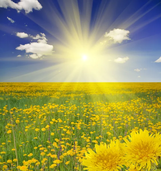 Pampeliška louka pod žlutým sluncem — Stock fotografie