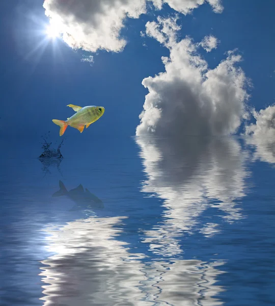Стрибки риби під сонцем — стокове фото