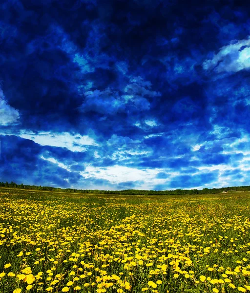 Dandelion field under storm — Stock Photo, Image