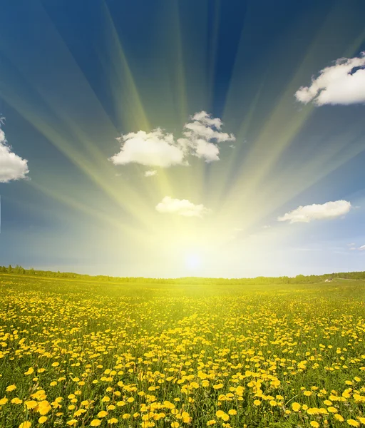 Solen ovanför maskros fältet — Stockfoto