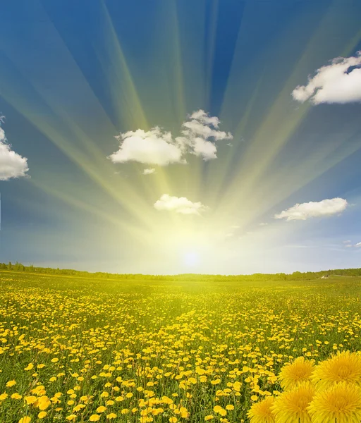 Dandelions and sun — Stock Photo, Image