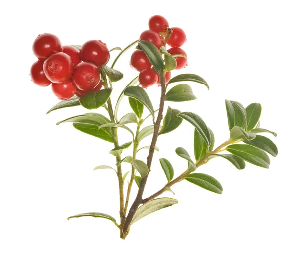 Two branches of cowberries — Stock Photo, Image