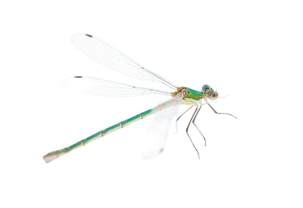 Ljusa gröna dragonfly — Stockfoto