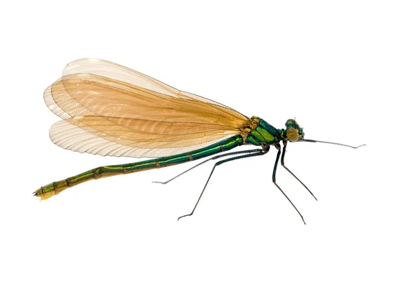Grüne Libelle mit braunen Flügeln — Stockfoto