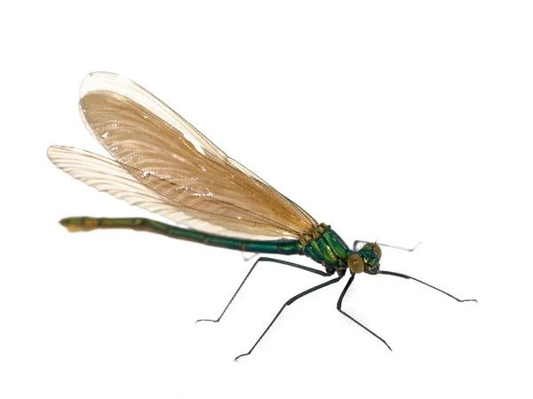 Geïsoleerde groene dragonfly — Stockfoto