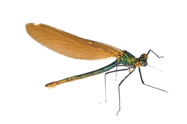 Groene dragonfly op wit — Stockfoto
