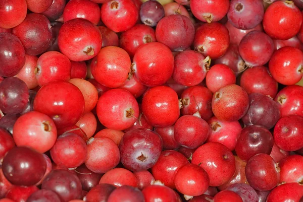 stock image Red ripe cranberry background