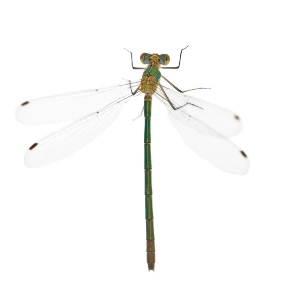 Green deagonfly upper side — Stock Photo, Image