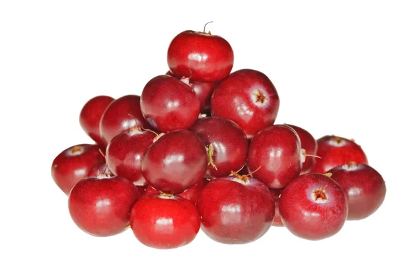 Pico de cranberries maduras vermelhas — Fotografia de Stock