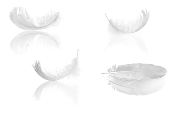 Cuatro plumas con reflejos — Foto de Stock