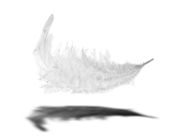White feather with shadow — Stock Photo, Image
