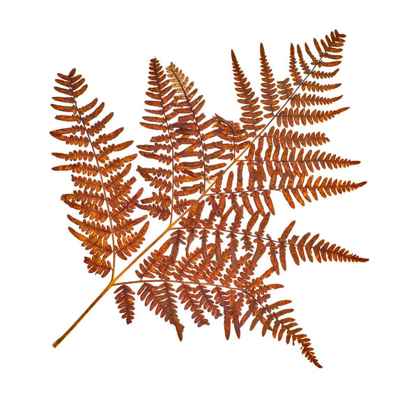Brown fern branch on white
