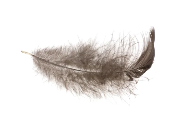 Black feather on white — Stock Photo, Image