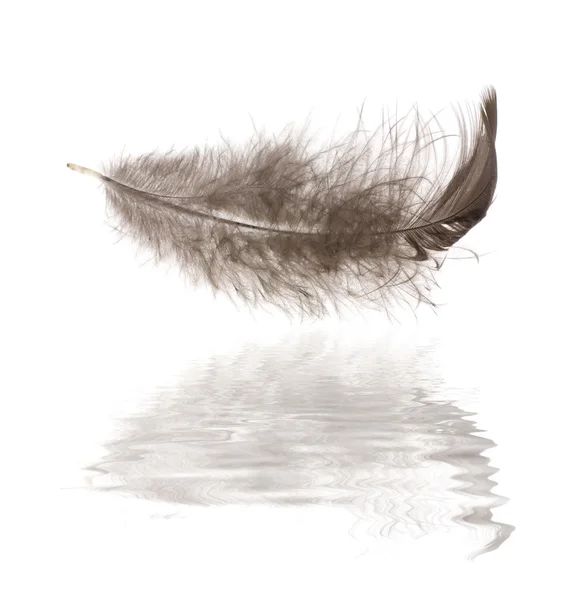 Black feather with reflection — Stock Photo, Image