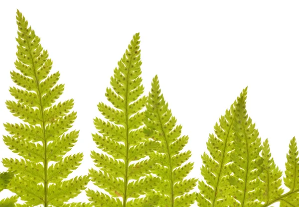 Зеленопапоротниковая листва — стоковое фото
