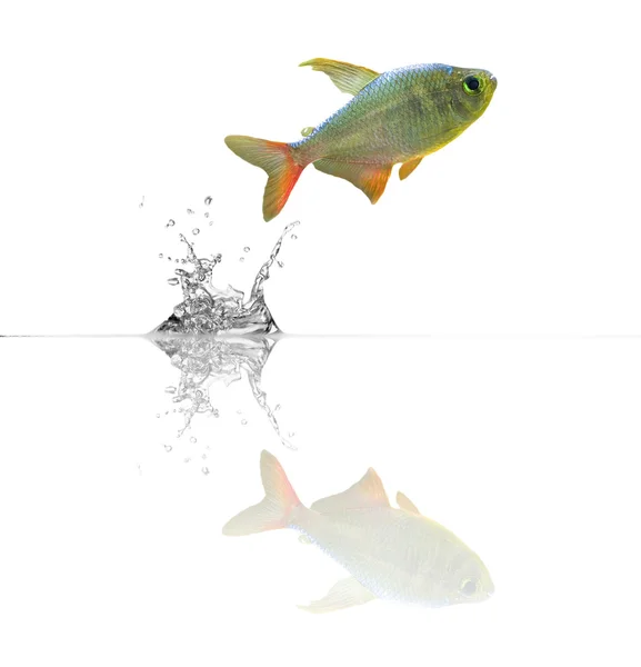 Маленькая рыбка с отражением — стоковое фото