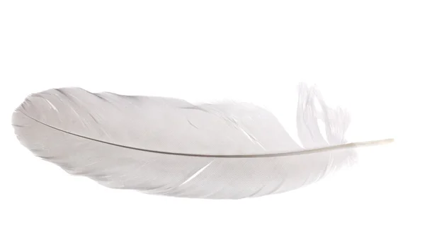 Pigeon feather isolated on white — Stock Photo, Image