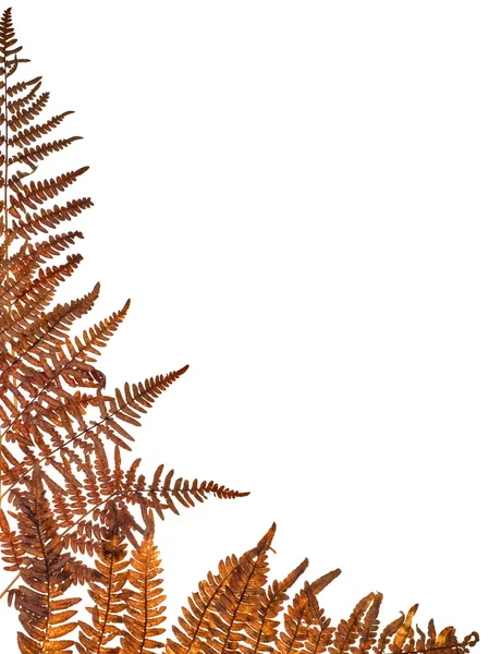 棕色蕨角 — 图库照片
