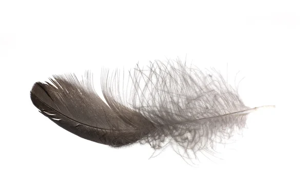 Isolated black feather — Stock Photo, Image