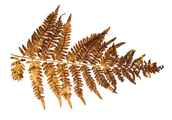 Old fern branch on white