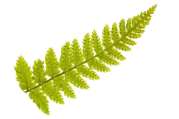 Enkele groene fern branch — Stockfoto