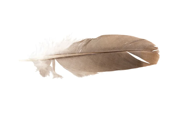Kahverengi güvercin tüyü — Stok fotoğraf
