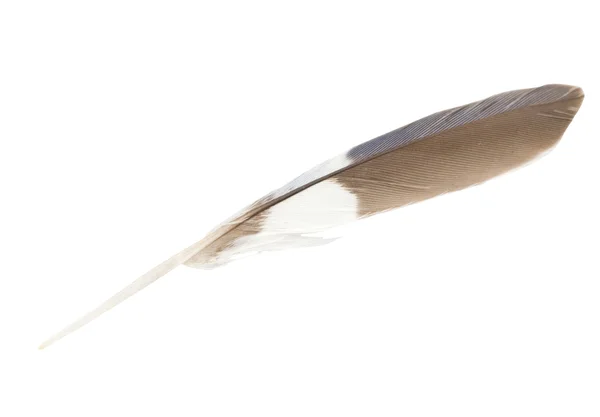 Pena de papagaio marrom, branco e azul — Fotografia de Stock