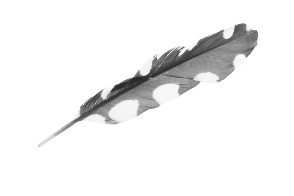 Cuckoo feather — Stock Photo, Image
