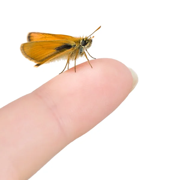 Pequeña mariposa en dedo de mujer — Foto de Stock