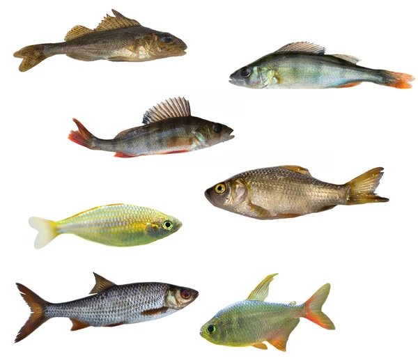 Sieben isolierte Fische — Stockfoto