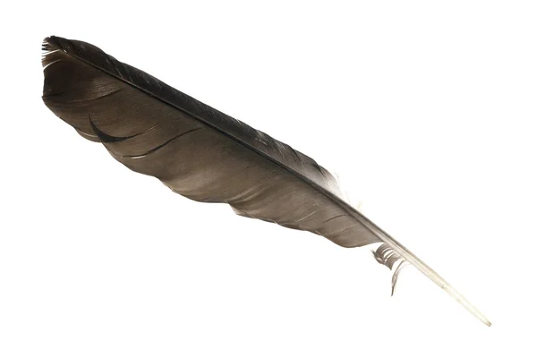 Black crow feather — Stock Photo, Image