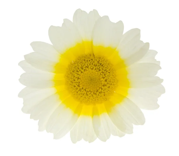 Квітка з жовтим центром — стокове фото