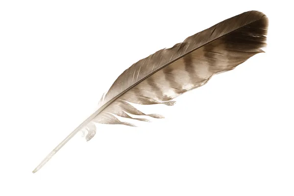 Pena de águia variegada — Fotografia de Stock