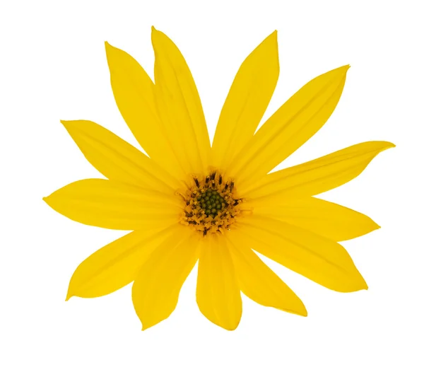 Zářivě žlutý květ na bílém pozadí — Stock fotografie