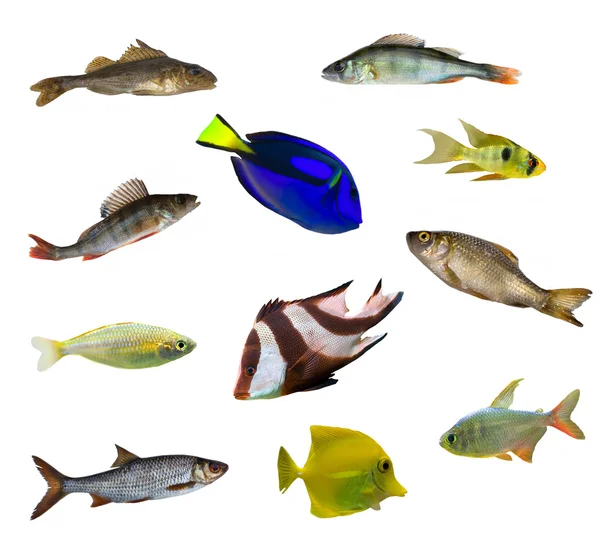 Eleven isolated fishes — Stock Photo, Image