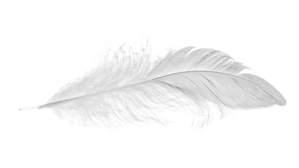 Petite plume blanche isolée — Photo