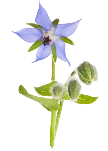 Синий цветок на зеленом стебле — стоковое фото