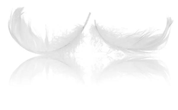 Couple feathers — Stock Photo, Image