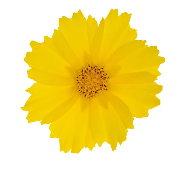 Flor amarilla brillante aislada — Foto de Stock
