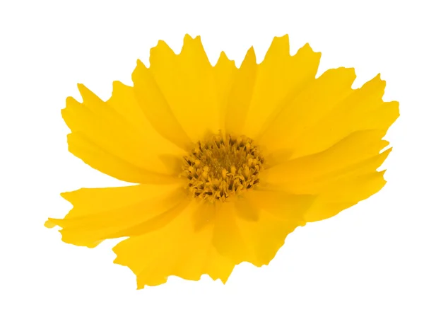 Flor amarilla brillante sobre blanco — Foto de Stock