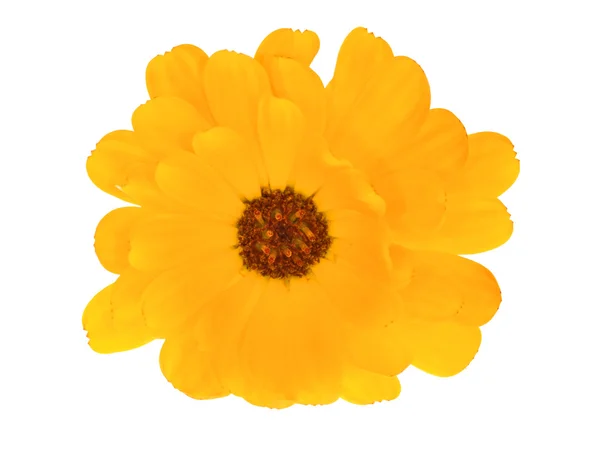 Яскраво-помаранчева квітка на білому — стокове фото