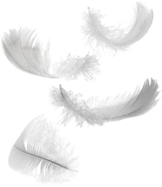 4 つの白い羽 — ストック写真