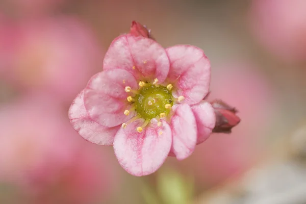 Rózsaszín gyönyörű virág — Stock Fotó