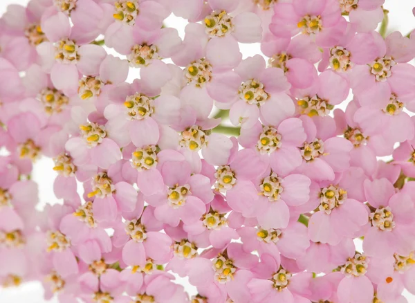 Fundo com flores pequenas rosa — Fotografia de Stock