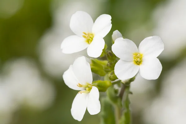 Three white small flowers — Stock Photo, Image