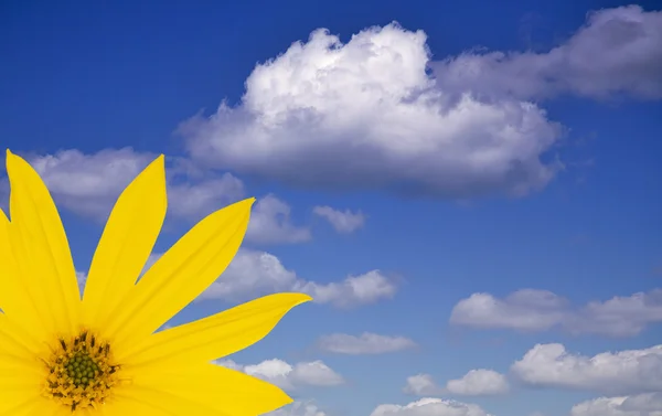 Flor amarela, céu e nuvens — Fotografia de Stock