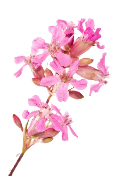 Rosa Farbe Blütenzweig — Stockfoto