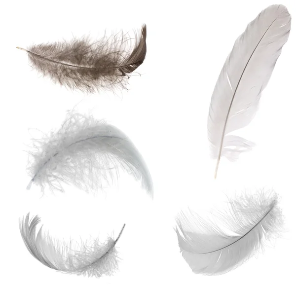 Five black and white feathers — Stock Photo, Image