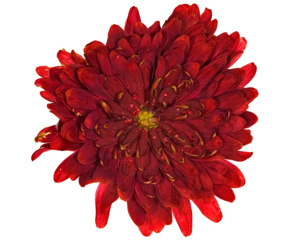 Červená barva květu s kapky — Φωτογραφία Αρχείου