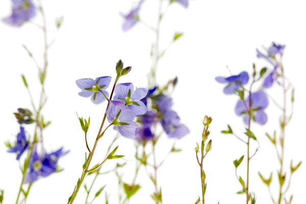 Modré květy na bílém pozadí — Stock fotografie